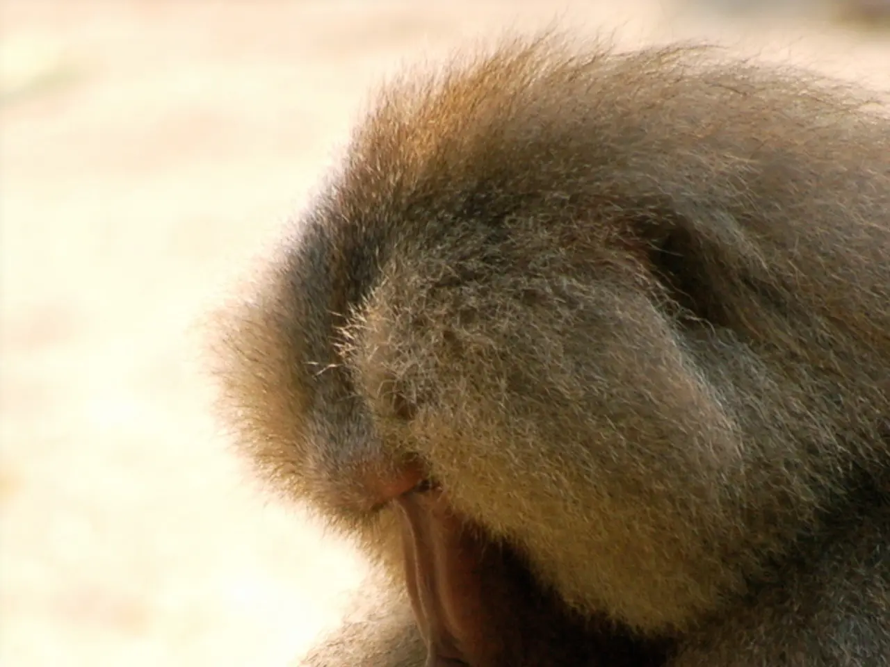 Orangutans will retreat, resuming their resting position.