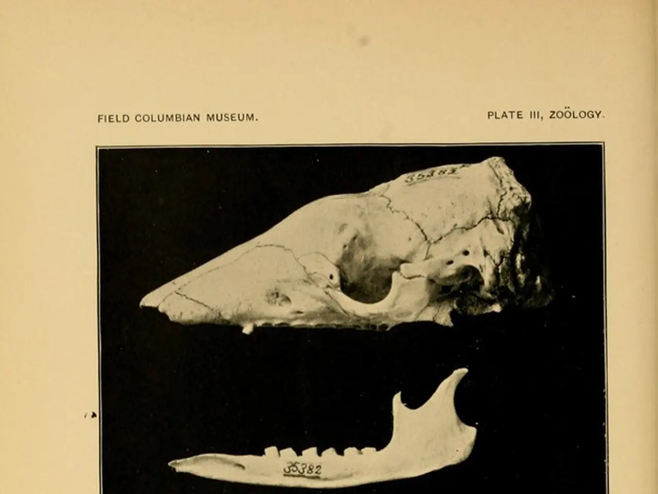 Cancer of the bone marrow: Symptoms, therapeutic options, and prognosis