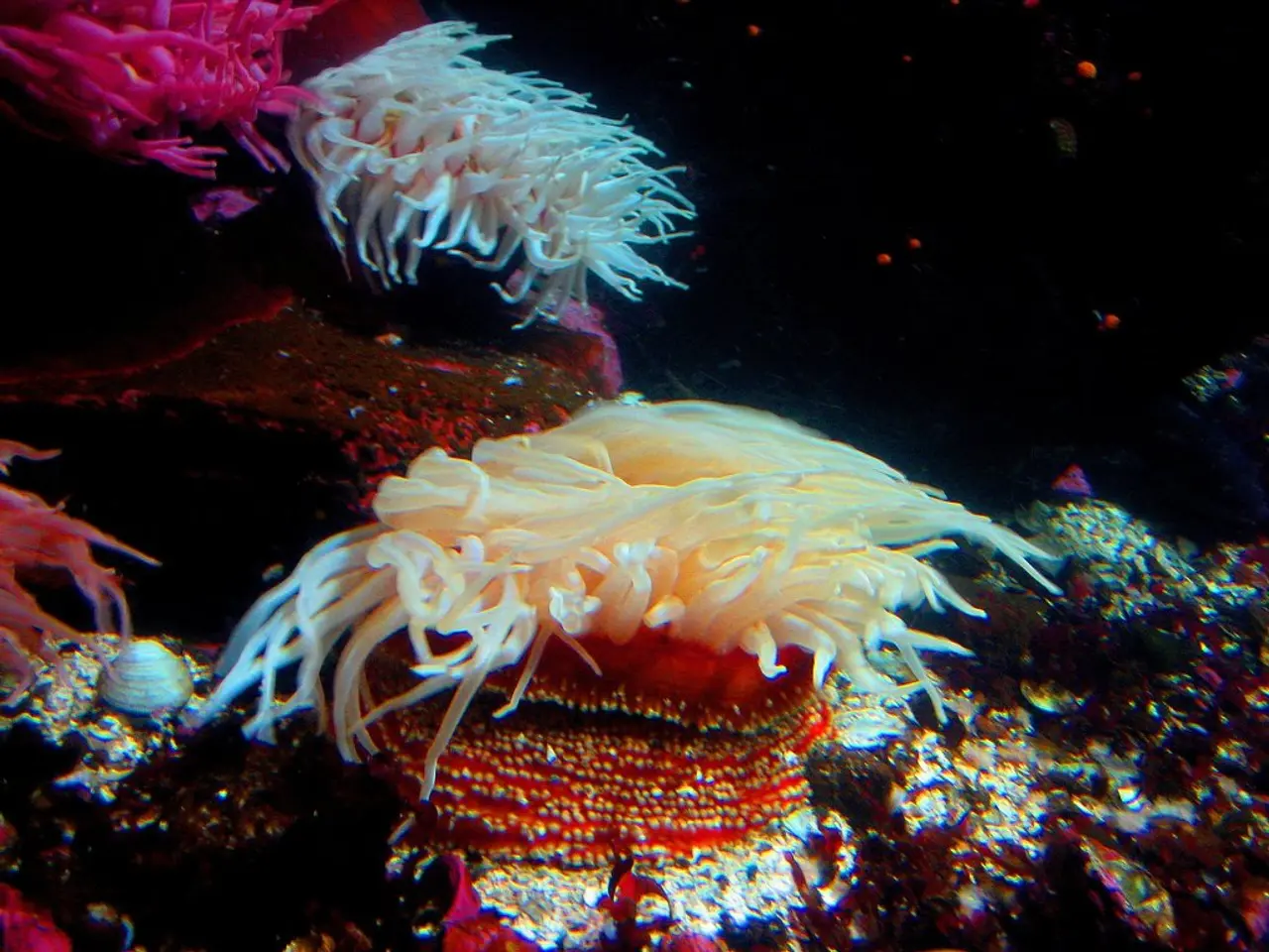 Coral loss in the Great Barrier Reef is reaching exceptional levels not seen for several decades.