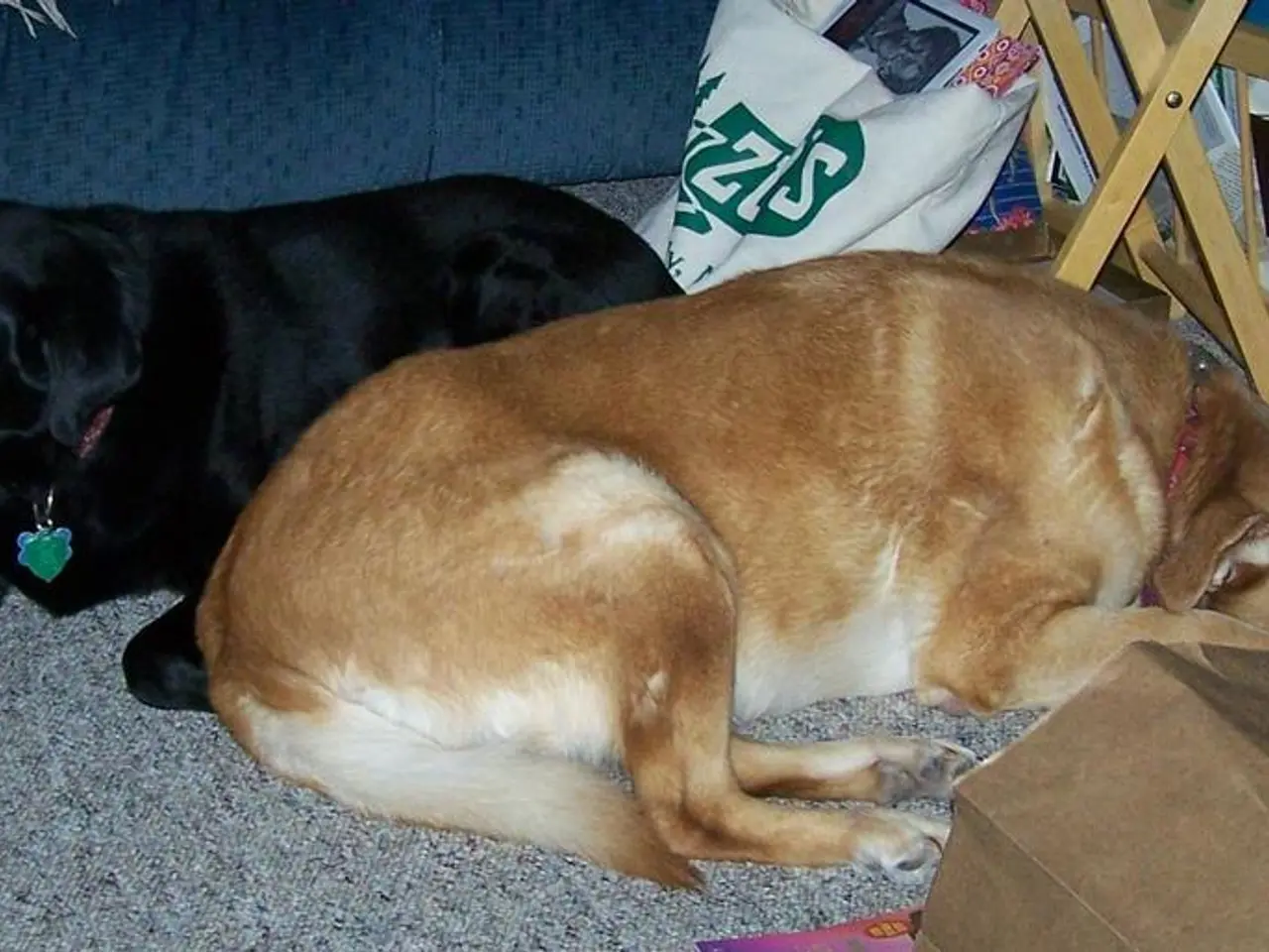 Dogs may aid in managing symptoms of asthma and eczema, as suggested by certain research studies....