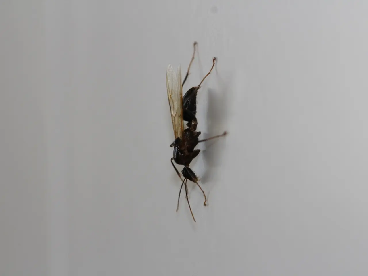 Nuclear site uncovers radioactive wasp habitats