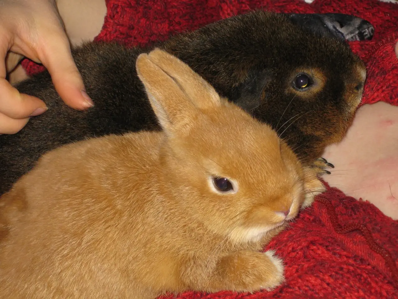Rabbits do not typically hibernate in the same way that bears or other mammals do during winter....