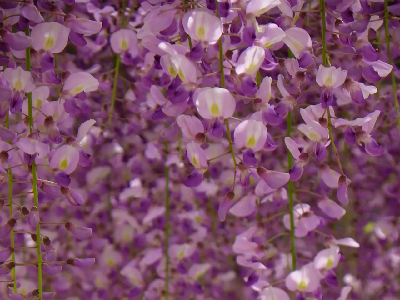 Stem cells found in umbilical cords: A rundown of their nature