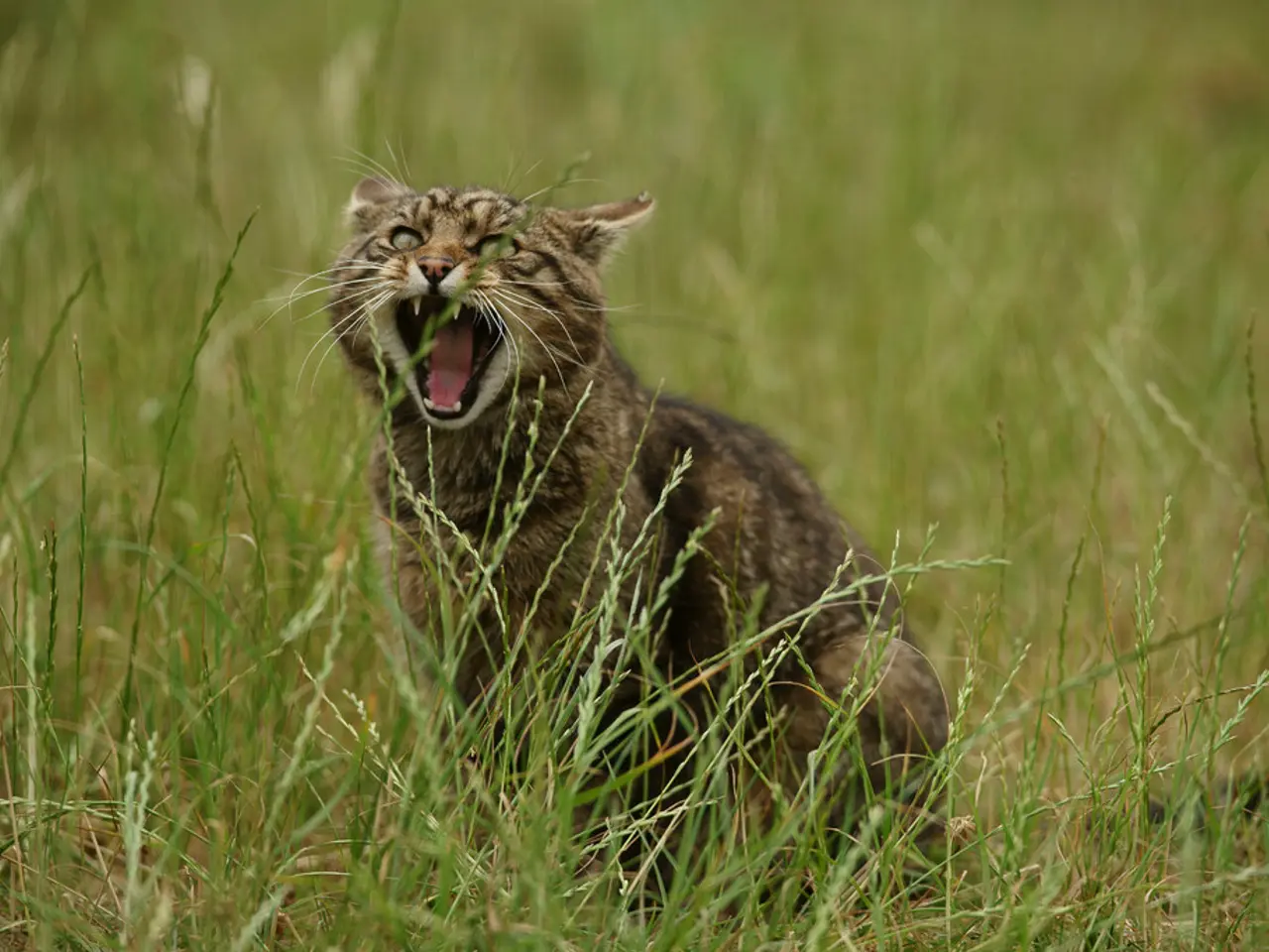 In the picture we can see a wild cat sitting in the grass plants.