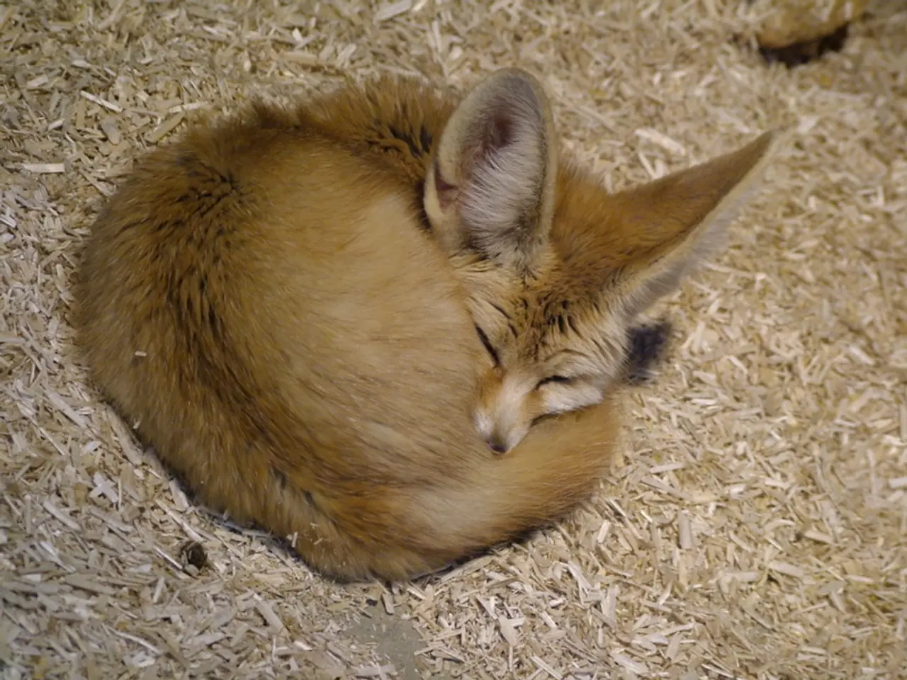 In the image there is a fox sleeping on a dry grassland.