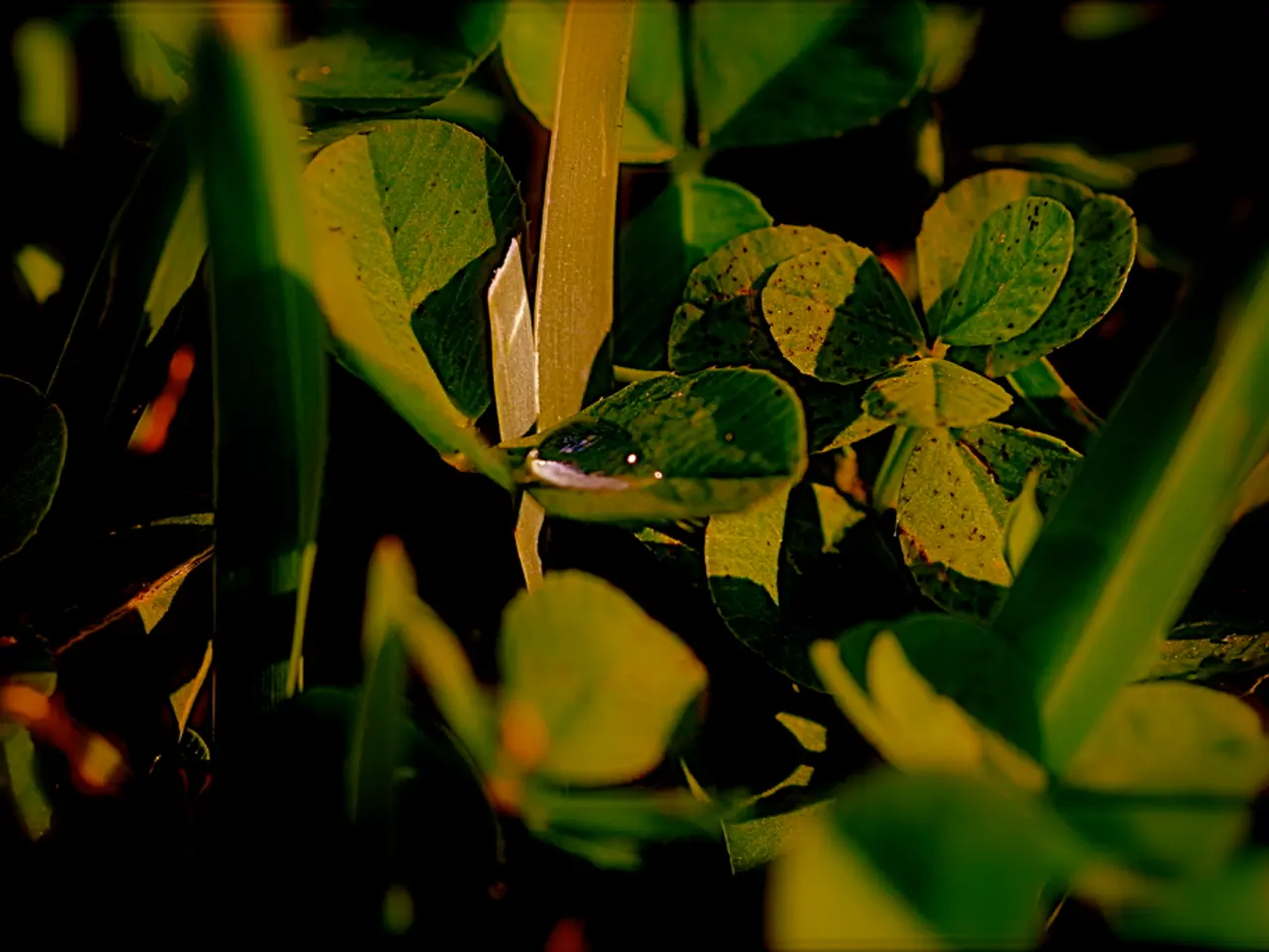 In this image we can see there are plants and there is a water drop on the leaf.