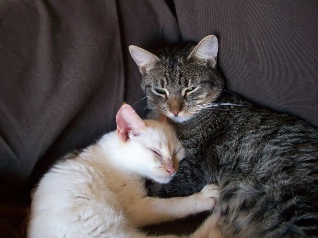 In the image we can see two cats on a couch.