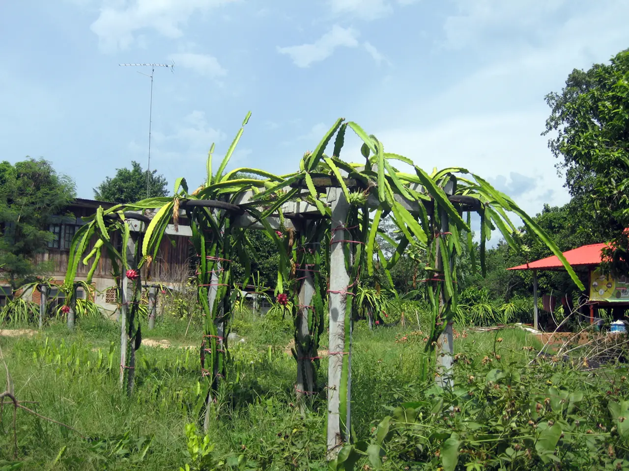 There are some pillars and some plants at the bottom of this image. There is a shelter on the left...