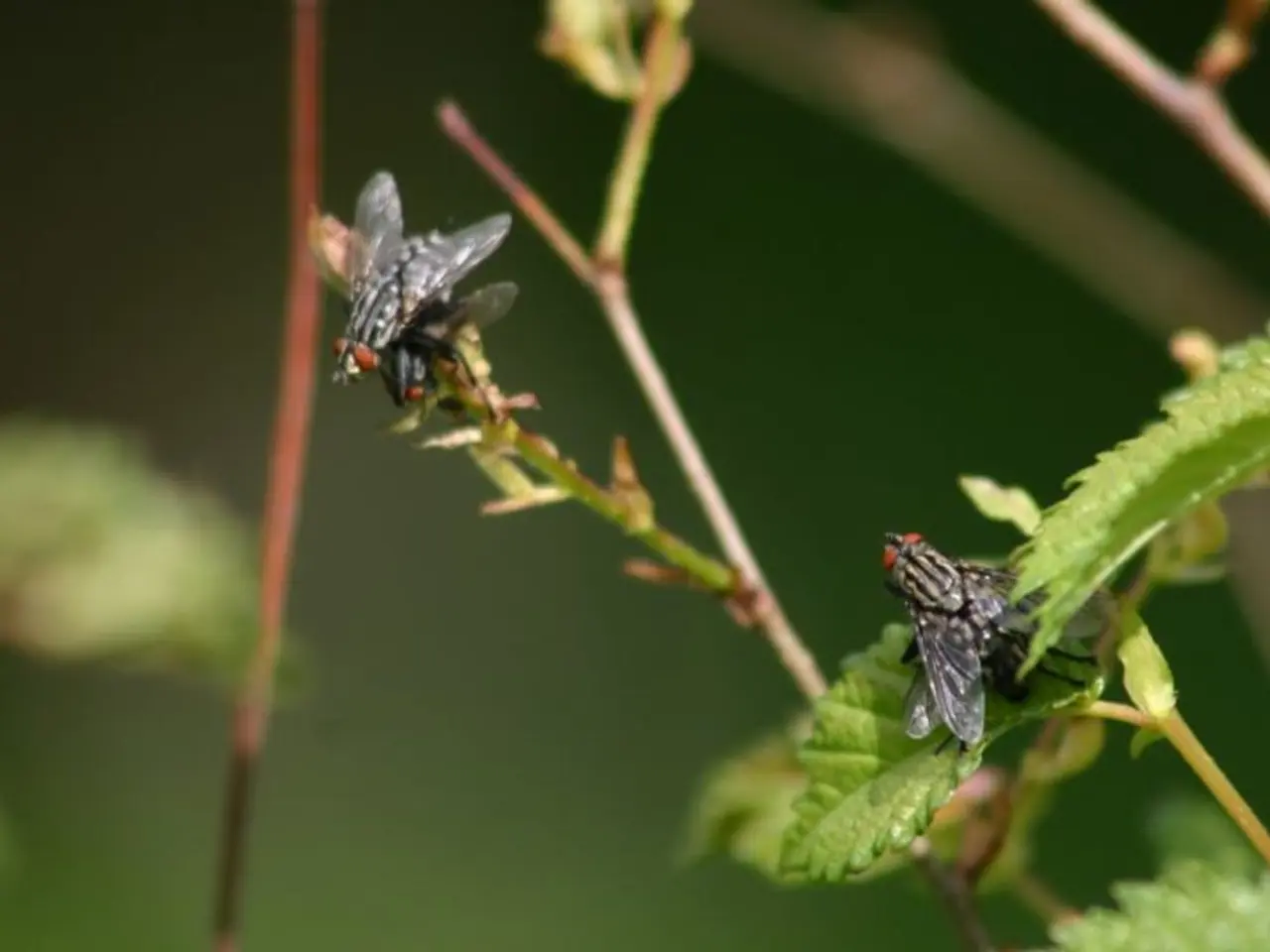 In this image we can see flies on the plant.