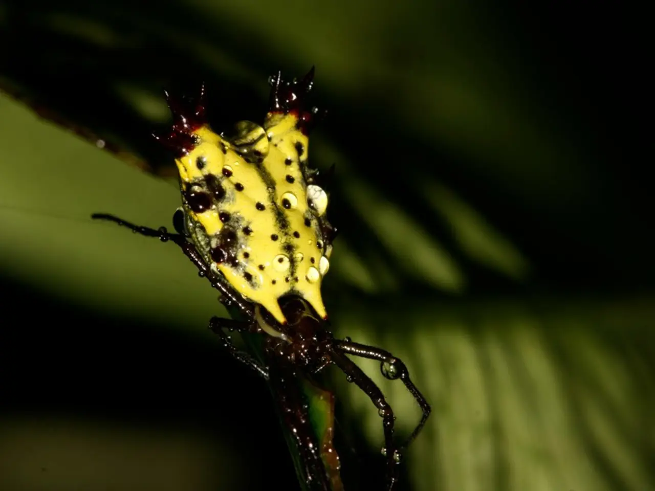 In the foreground of this image, it seems like an insect and the background image is blur.