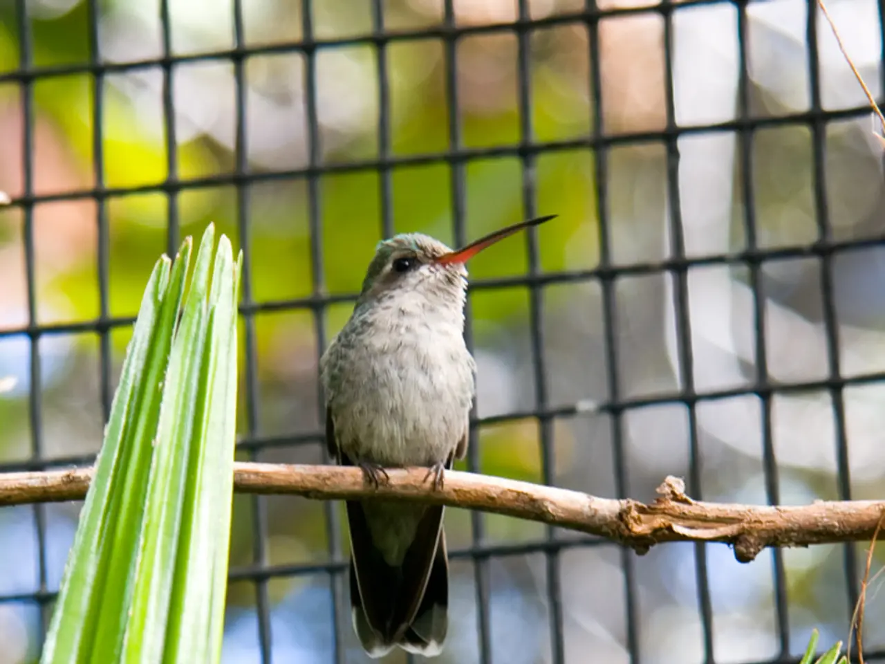 In this picture there is a bird, standing on the stick. On the bottom we can see leaves. At the...