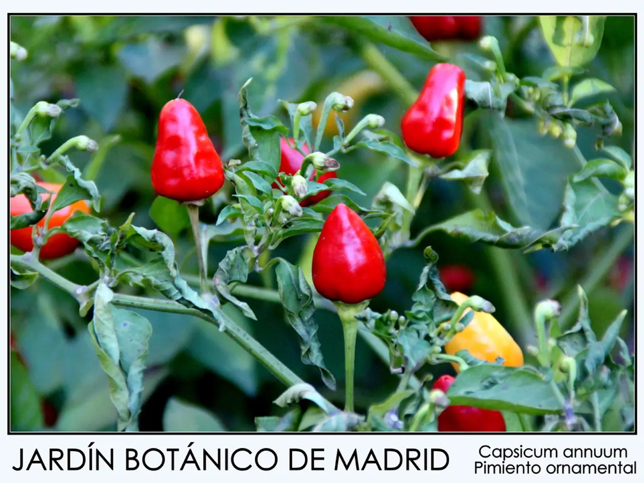 In this picture there are red and there are yellow capsicum on the plants. At the bottom of the...