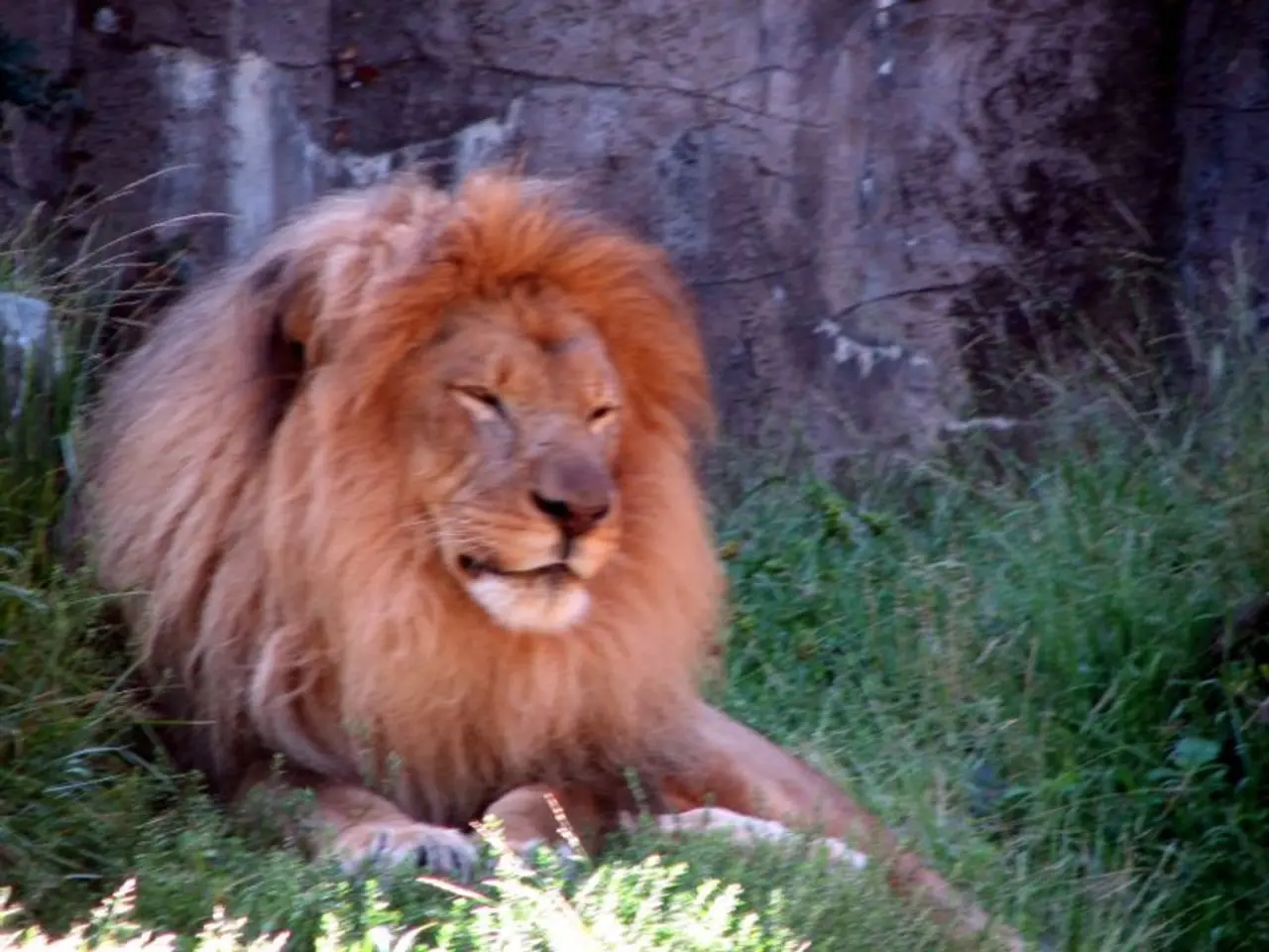 There is a lion sitting on a greenery ground.