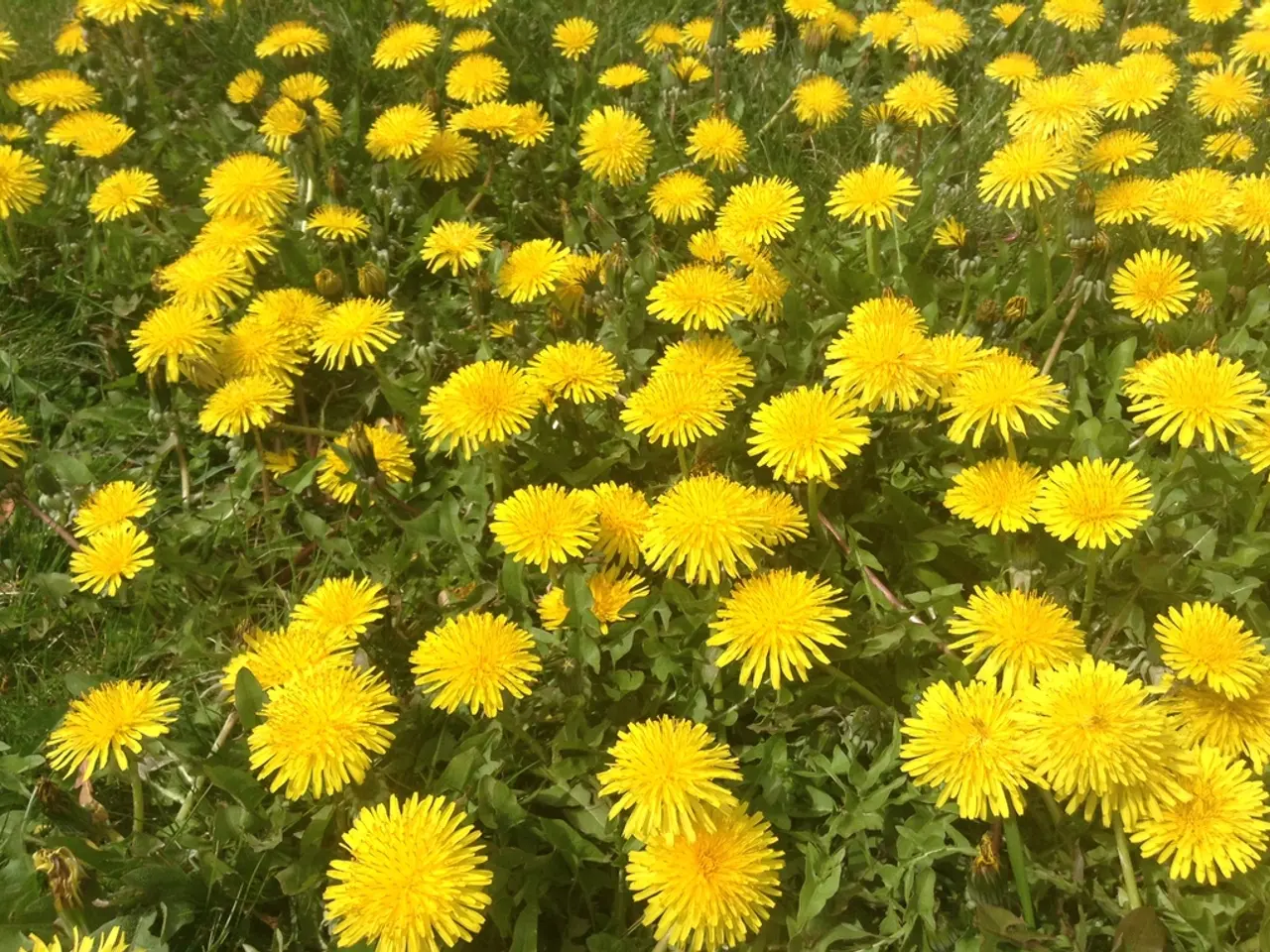 This picture contains plants. These plants have flowers and these flowers are in yellow color.