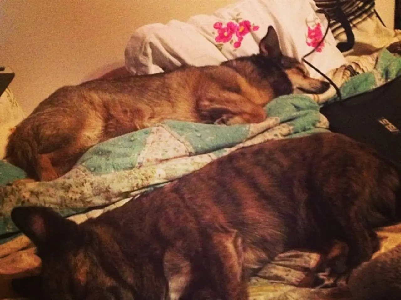 In this picture we can see there are two dogs laying on the cloth and on the cloth there are some...