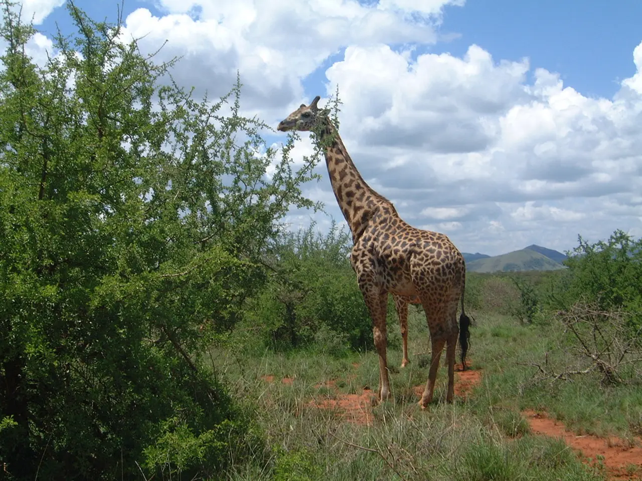 In this image there is a giraffe standing on a grassland and there are plants, in the background...