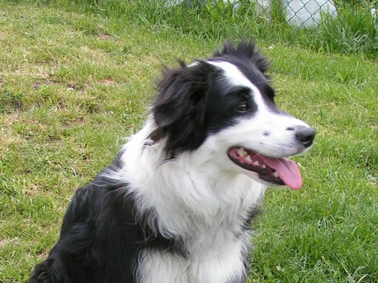 The image shows a black and white Border collie sitting in the grass with a fence in the...