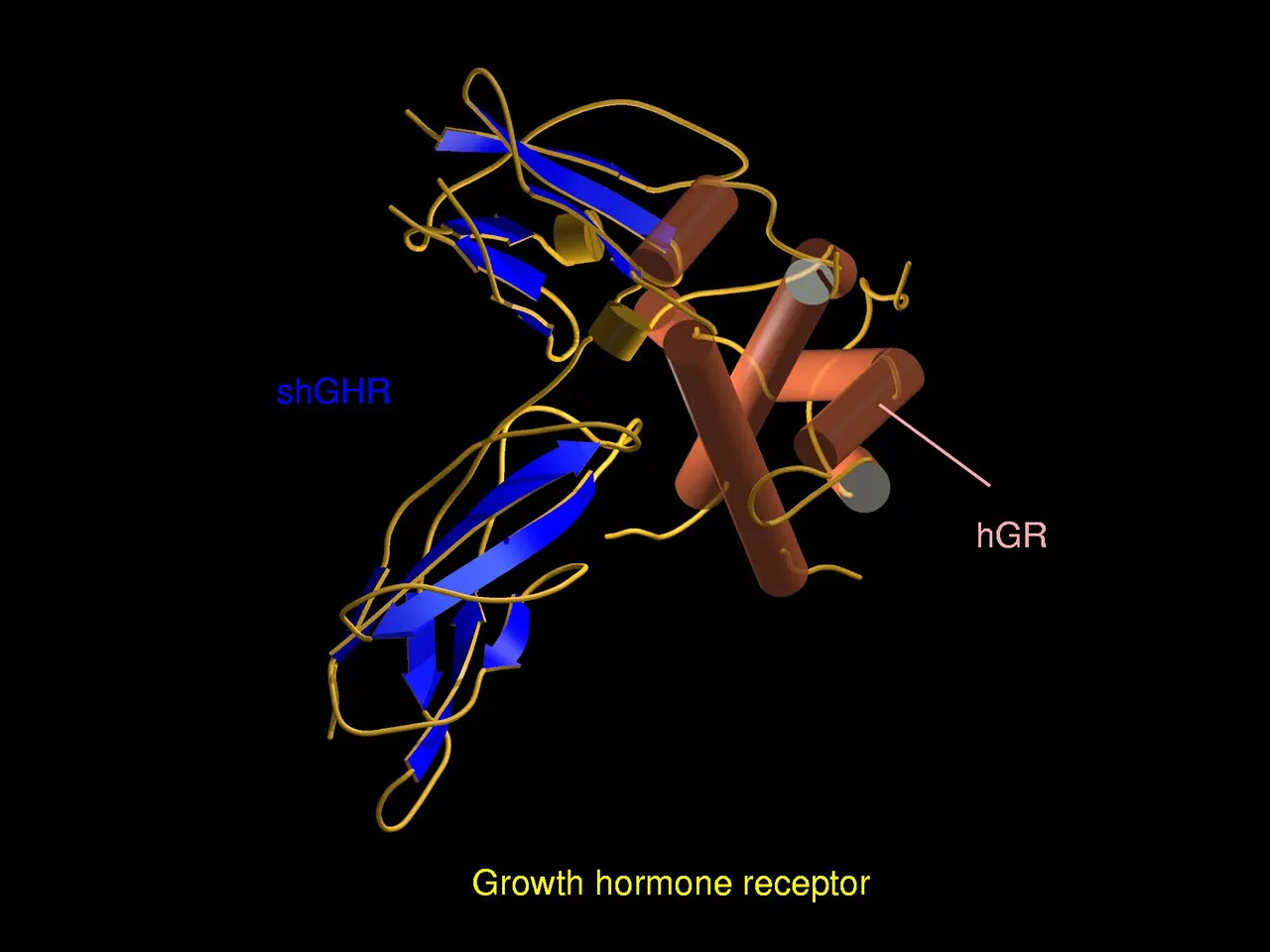 The image shows an animated diagram of a growth hormone receptor, with a dark background. The text...