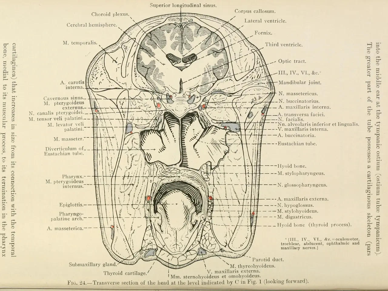 The image shows an old book with a diagram of the human brain on it. The diagram is accompanied by...