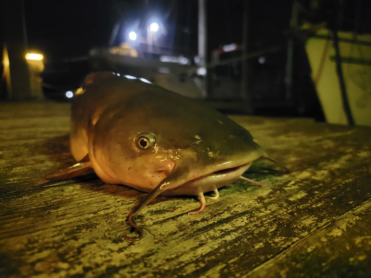 The image shows a catfish laying on top of a wooden dock at night, illuminated by the lights in the...