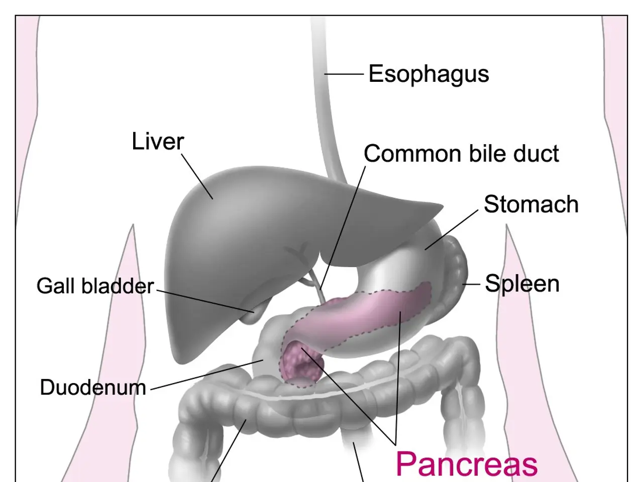 The image shows an animated diagram of the internal organs of the human body, with the words...