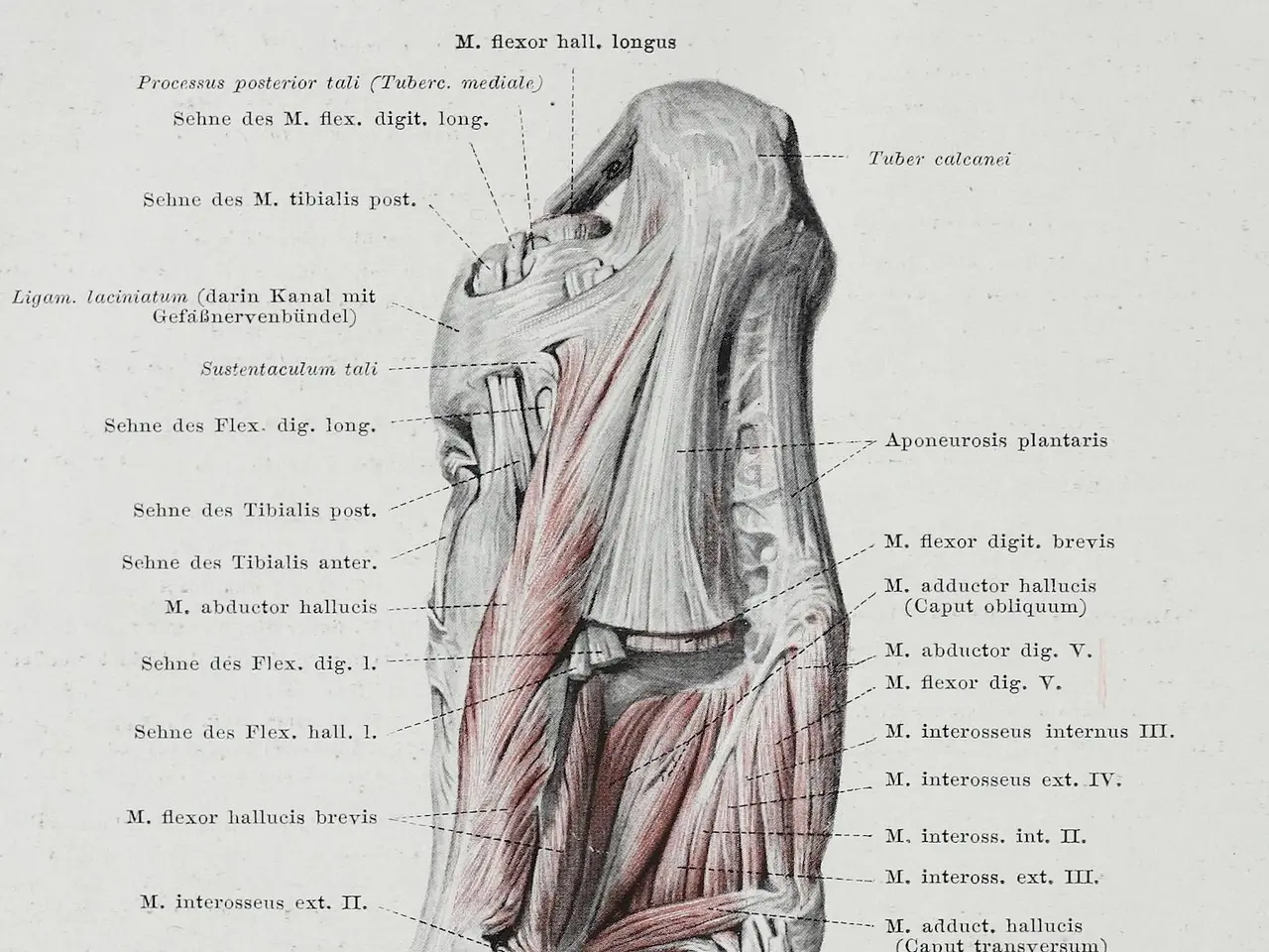 The image shows an old book with a diagram of the muscles of the foot, specifically the foot...