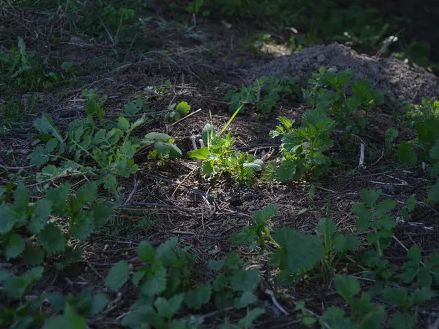 Could a nutritious diet potentially lower the chances of developing Dementia?