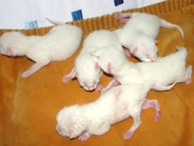 The Significance of Engaging a Mice Extermination Professional in Texas