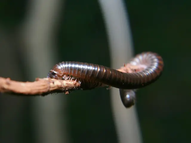 Intestinal Parasites: Identifying Pinworms (Threadworms), Their Origins, and Remedies