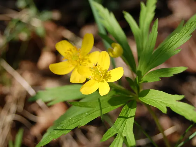 Nootropics for Maintaining Calm and Sharp Focus During High-Pressure Situations