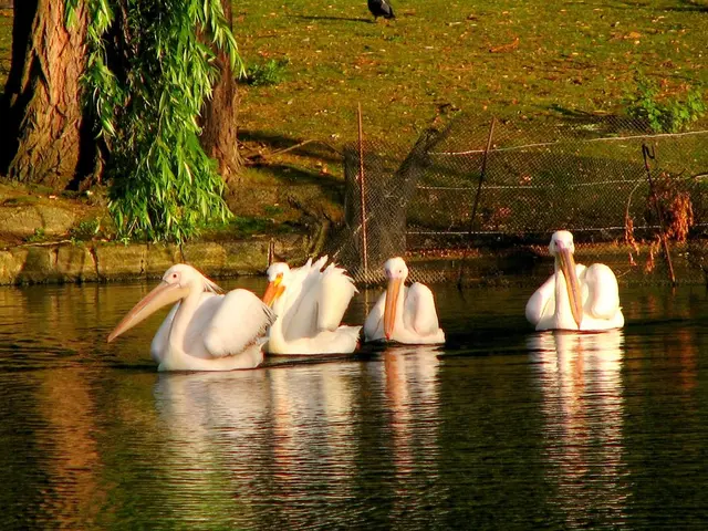 Beaver-inhabited bodies of water offer enhanced safety for wild swimmers due to the dams they...