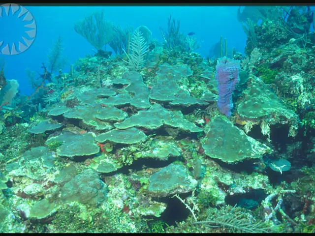 Harvesting Salt from Plants as a Lifesaving Method