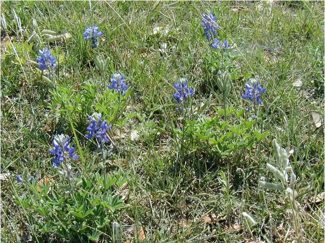Exciting advancements in the field of endophyte science at AgResearch, showcasing homegrown...