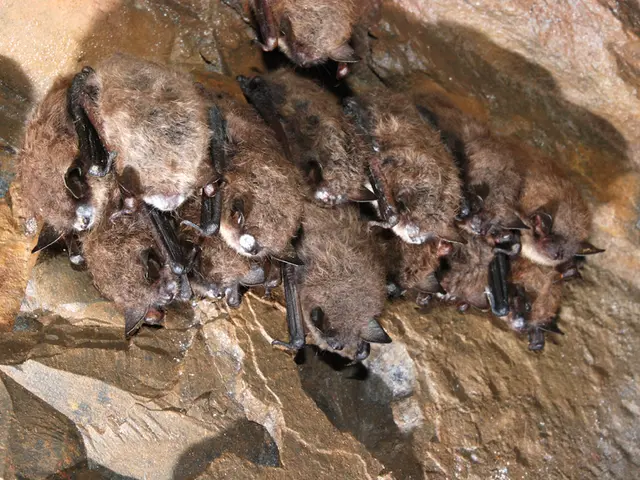 Scientists Issue Alert: Potentially Transmissible Bat Virus spreading rapidly