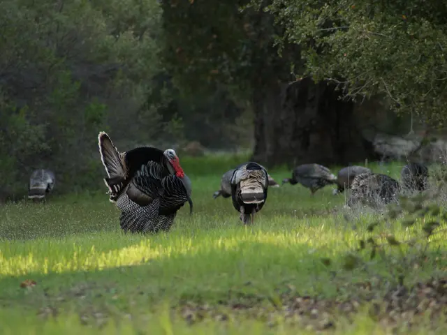 Turkey: Essential Information, Nutritional Advantages, and Meal Plans