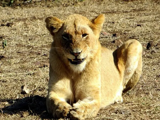 Zookeeper mauled in Australian zoo incident, sustaining severe arm injury by a lion