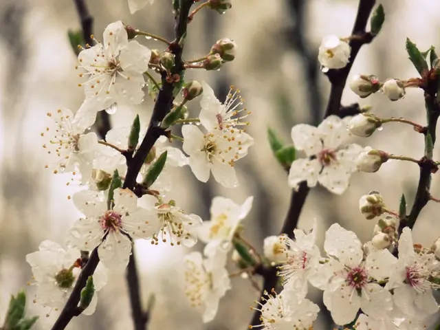 Alternative Therapy for Depression: Employing Natural Ear Seeds for Mental Health Management