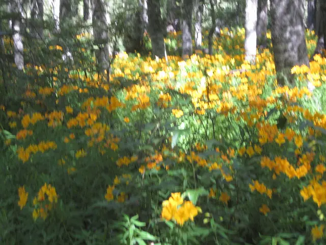 Understanding the Resuscitation of a Bonsai Tree and Signs of Its Demise