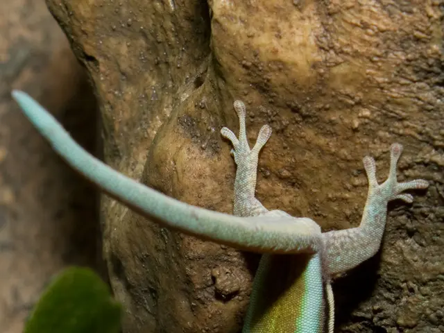 The Role of Reptilian Brain Structures in Shaping Behavior and Character Traits