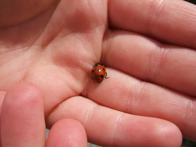 Identifying and Managing Lupus Through Visual Indications: A Guide to Recognition and Treatment