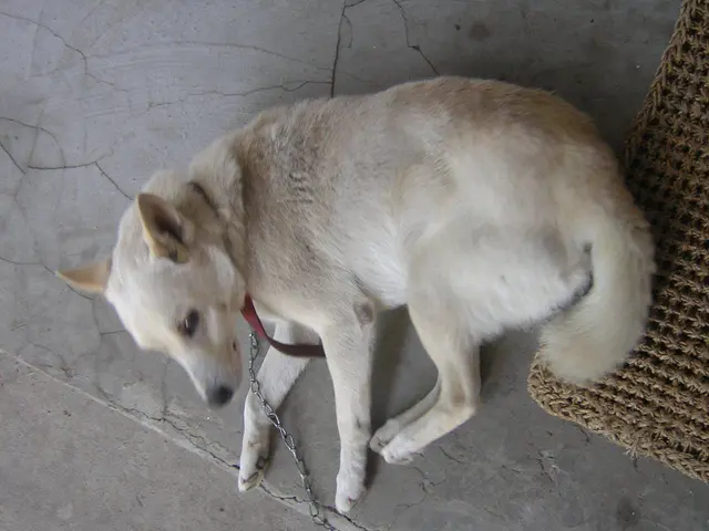 Dogs have been observed to exhibit behavioral changes and scent detection abilities that suggest...