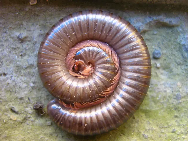 Small Penis Syndrome: Definition, Sexual Performance, and Remedies