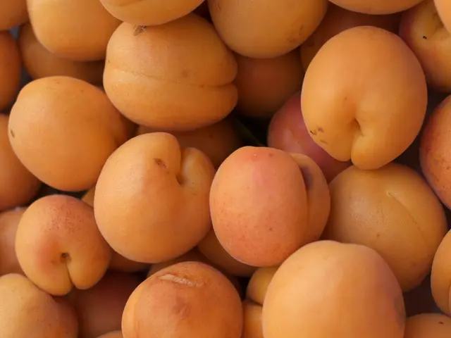 "Health, Nutrition, and Risks Associated with Oranges: A Comprehensive Guide on Their Dietary...