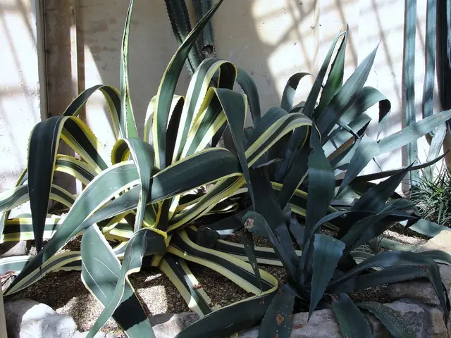 Pineapple juice: Health advantages, nutritional profile, and dietary implications