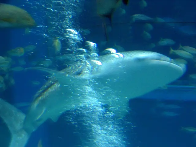 Sharks of the Great White species elude captivity in aquariums, and it's not due to a simple...