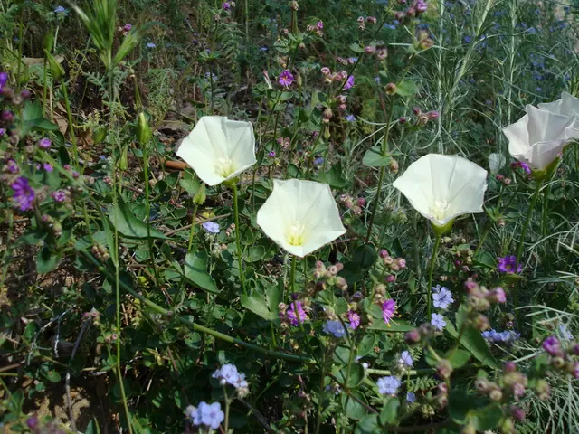 Under the newly implemented restrictions, it's essential that you remove this particular plant from...