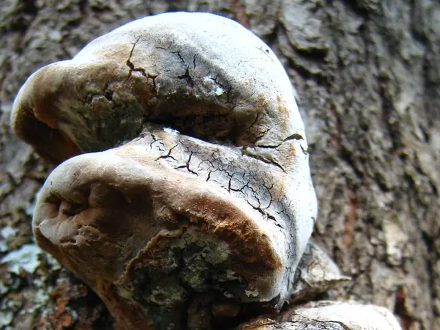 Hair Fungus: Explanation, remedies, signs, and origins