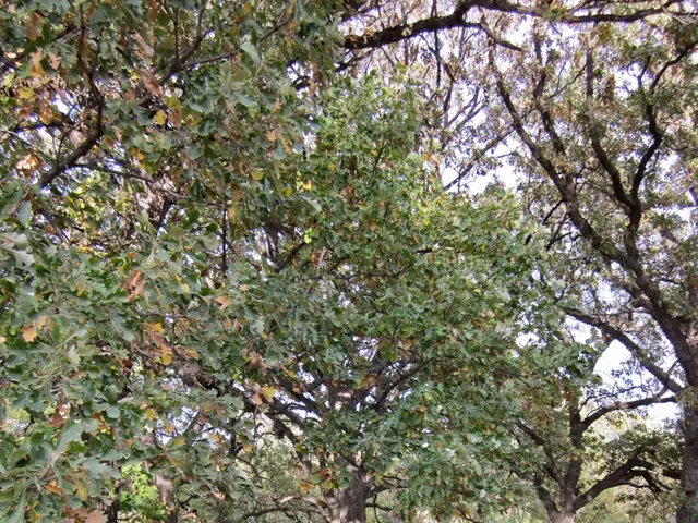 Impacts of Alzheimer's Disease on Mental Health