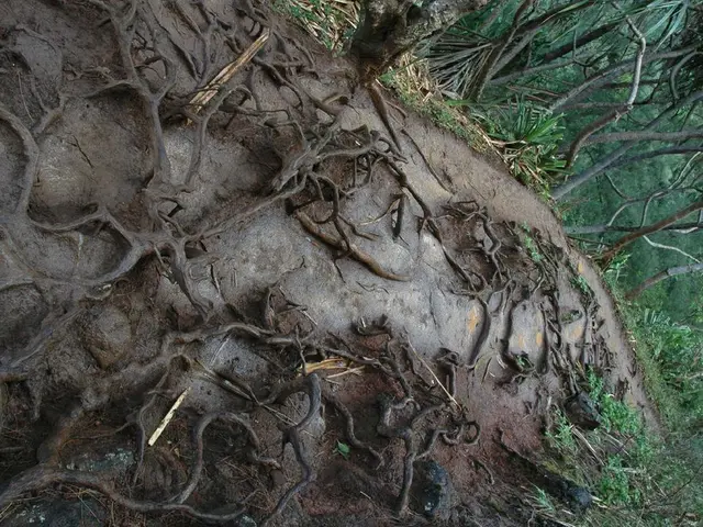 Firm Grip of Earth: Securing Plants Solidly