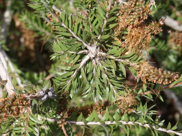 Exploring Soursop's Potential Against Cancer